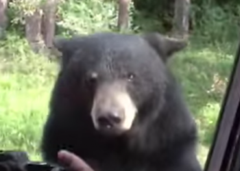 (VIDEO) Captan a un oso que abre la puerta de un automóvil como si fuera humano