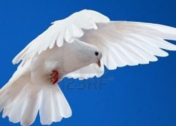 (VIDEO) Hombre construye un pájaro enorme sobre un remolque en cuarantena y se hace viral en la Red