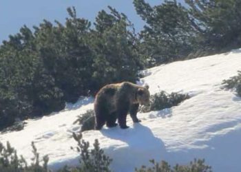 Capturan a Papillon, un oso que se dio a la fuga en los Alpes italianos