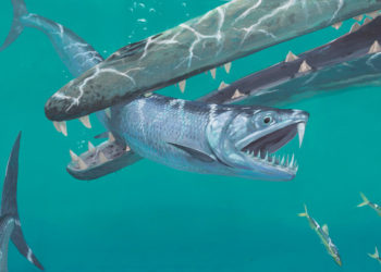 Las anchoas prehistóricas tenían un diente en forma de sable