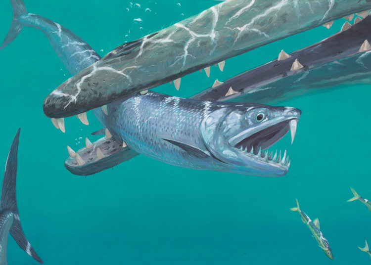 Las anchoas prehistóricas tenían un diente en forma de sable