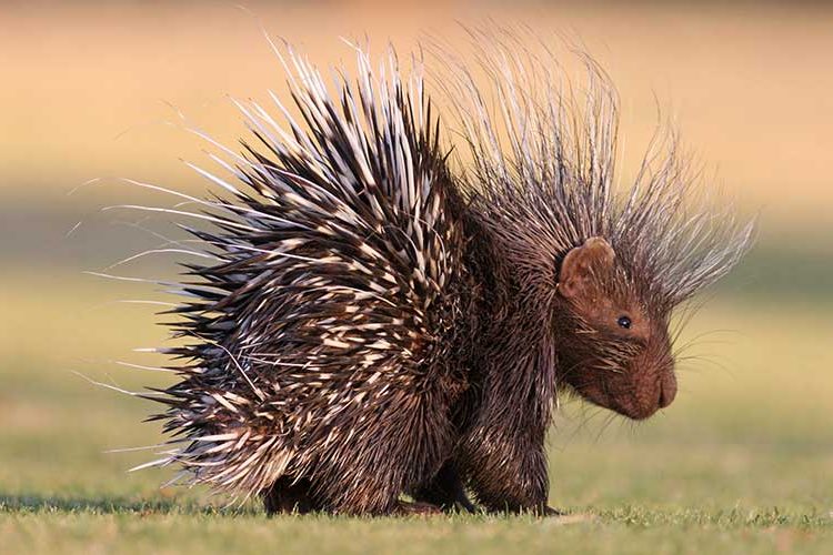 (VIDEO) Un puercoespín le da una dolorosa lección a un leopardo que lo acecha