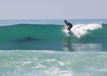 (VIDEO) Un surfista se peleó a golpes con un tiburón en Australia y sobrevivió al ataque