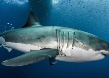 (VIDEO) Captan a un tiburón de entre 3 y 4 metros frente a una playa española