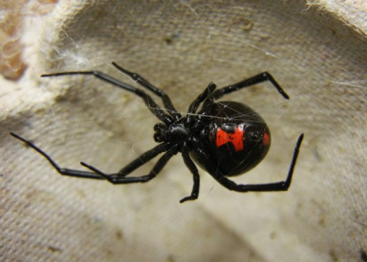 Quieren convertirse en Spider-Man y hacen que les pique una viuda negra