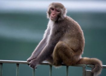 Mono adicto al alcohol a cadena perpetua en la jaula de un zoológico por matar a una persona y morder a 250