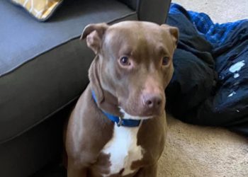 Publica una foto de su perro sentado como un humano y enamora a la Red