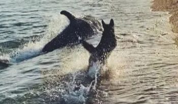 (VIDEO) Un perro ‘se hace amigo’ de un delfín que se acerca a la orilla en Crimea
