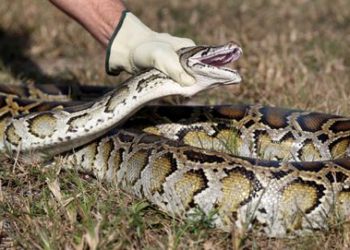 (VIDEO) La sangrienta lucha entre un cazador y una pitón gigante de cinco metros