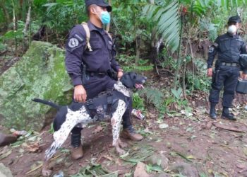 Furst, el oficial canino de la DAN que ayudó a rescatistas a ubicar cuerpos en Santo Tomás