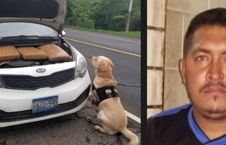 “Manolo” descubre 24 libras de marihuana escondida en motor de vehículo