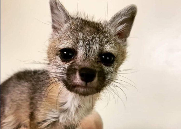 Una cría de zorro huérfana sigue a un perro al confundirlo con su madre