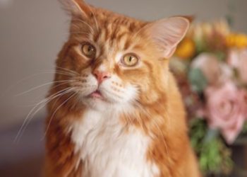 Omar, peleará el Guiness del “gato más grande del mundo”