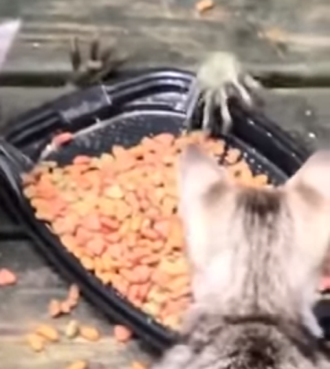 (ViDEO) Un mapache roba comida a dos gatitos colando sus patas a través de un suelo de madera