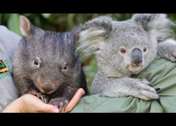 (VIDEO) Un koala y un uómbat se vuelven ‘mejores amigos’ gracias a la cuarentena