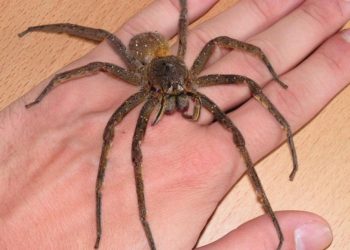 Encuentran una araña del tamaño de una mano trepando por su puerta