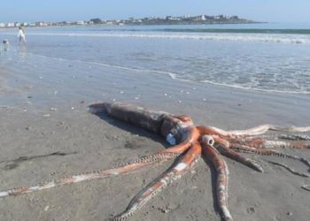 (VIDEO) Un calamar gigante de cuatro metros aparece muerto en una playa de Sudáfrica