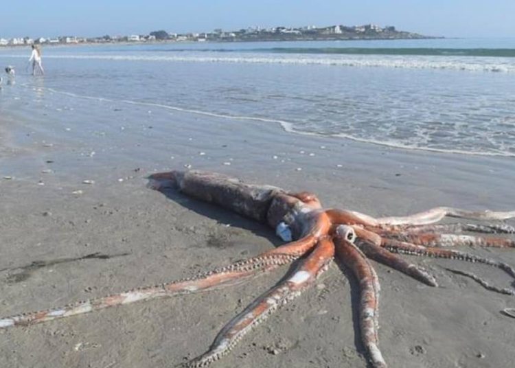 (VIDEO) Un calamar gigante de cuatro metros aparece muerto en una playa de Sudáfrica