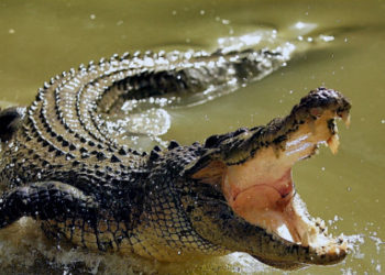 (VIDEO) Una periodista que posa para una foto con un cocodrilo se salva de ser mordida