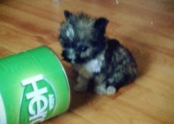 (VIDEO) Su nombre es Tyson y es el perro más pequeño del mundo