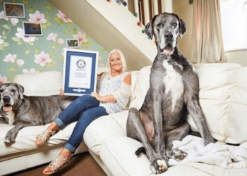 El perro más alto del mundo establece otro récord