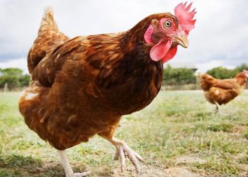 (VIDEO) Pollos salvajes se convierten en una plaga en Nueva Zelanda tras la cuarentena