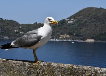(VIDEO) Una gaviota se traga una rata entera en plena calle de Roma