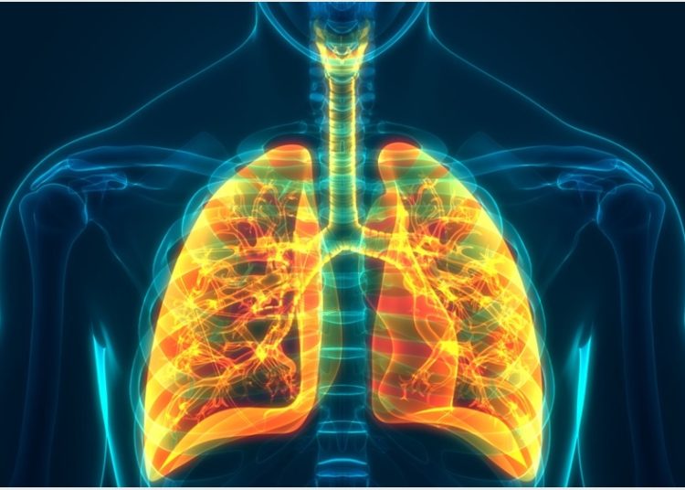 Descubren que una proteína que ayuda a combatir virus también puede bloquear la reparación de los pulmones