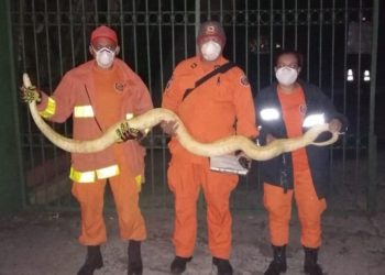 Bomberos rescatan a una extraña pitón albina de 4 metros en un chalet de San Salvador