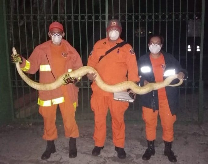 Bomberos rescatan a una extraña pitón albina de 4 metros en un chalet de San Salvador