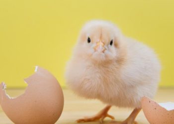 Pollito nace cuando iban a comprar el cartón completo de huevos