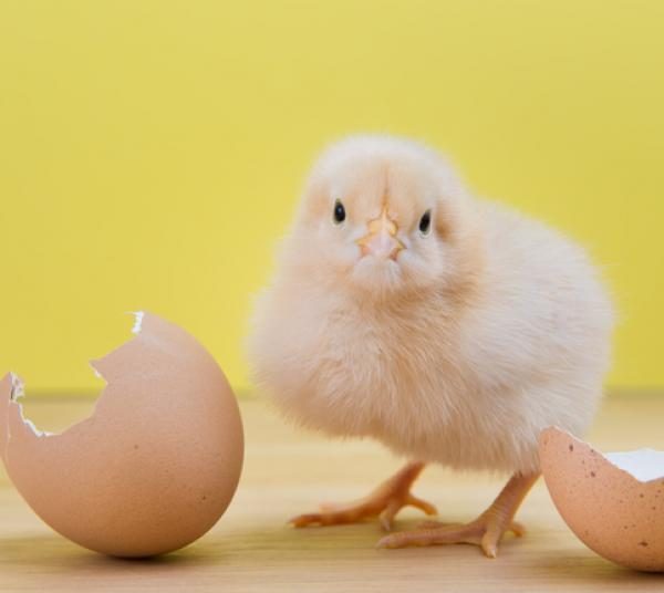 Pollito nace cuando iban a comprar el cartón completo de huevos
