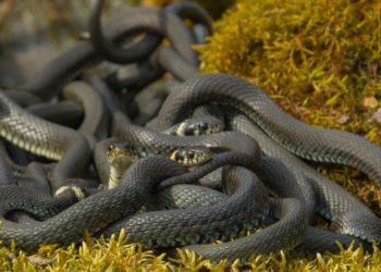 Encuentra una serpiente en su casa, la echa a la calle y al volver descubre que había decenas más