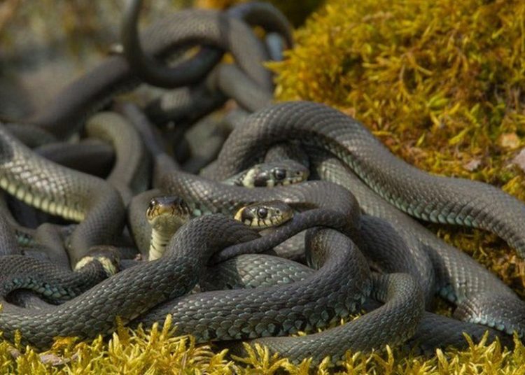 Encuentra una serpiente en su casa, la echa a la calle y al volver descubre que había decenas más