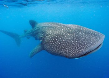 Revelan que el tiburón ballena cuenta con dientes en los ojos