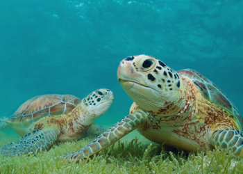 (VIDEO) 60.000 tortugas marinas se dirigen a una isla de Australia para desovar
