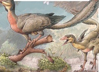 Descubren una nueva especie de dinosaurio con alas en Argentina