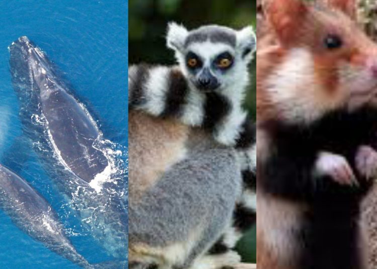 El lémur, la ballena y el hámster se encuentran al borde de la extinción