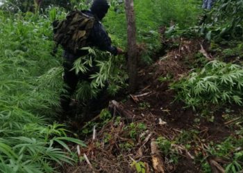 PNC incauta 140 plantas de marihuana en Usulután