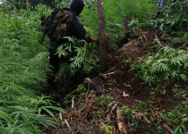 PNC incauta 140 plantas de marihuana en Usulután