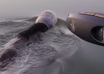 (VIDEO) Salvan a un oso que nadaba en un lago con la cabeza atrapada en un contenedor plástico