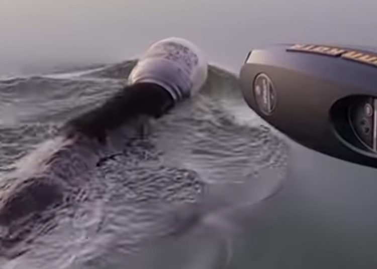 (VIDEO) Salvan a un oso que nadaba en un lago con la cabeza atrapada en un contenedor plástico