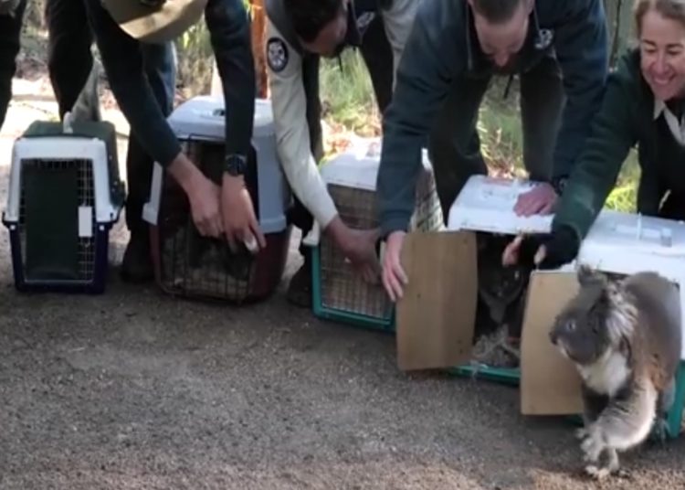 (VIDEO) Los koalas que fueron evacuados por los devastadores incendios en Australia regresan a sus bosques