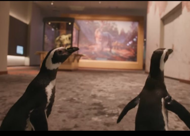 (VIDEO) Una pareja de pingüinos visita un museo cerrado por la pandemia de covid-19