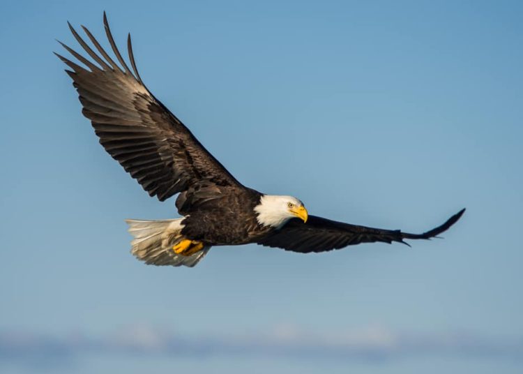 (VIDEO) Un águila atrapa con sus garras un tiburón