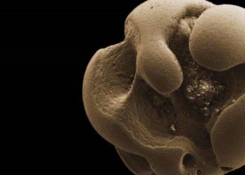 Científicos descubren por accidente bacterias que comen metal