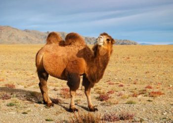 (VIDEO) Un camello recorre 100 kilómetros para volver a la casa de su antiguo dueño