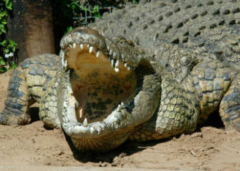 Un joven se mete en un río aconsejado por un sacerdote y muere atacado por un cocodrilo