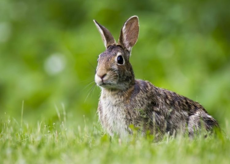 Un virus mortífero parecido al ébola se propaga entre los conejos en EE.UU. y México