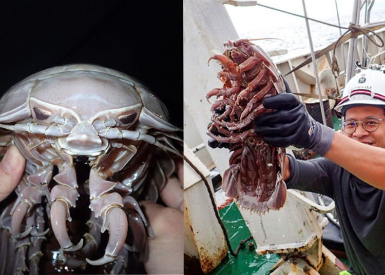 Encuentran una nueva especie de cucaracha marina «supergigante» parecida a Darth Vader